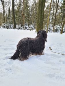 schapendoes Zanne-Yule van de Roeskebeer